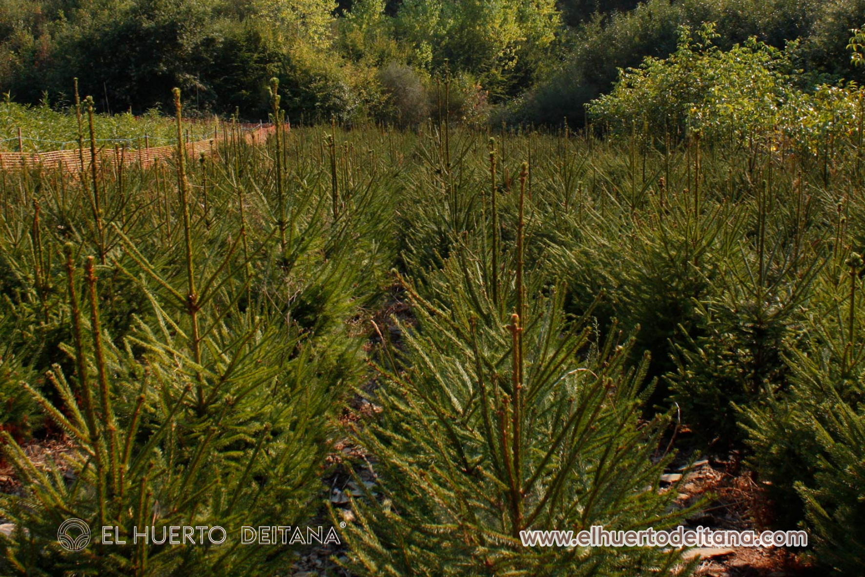 Abies Excelsa